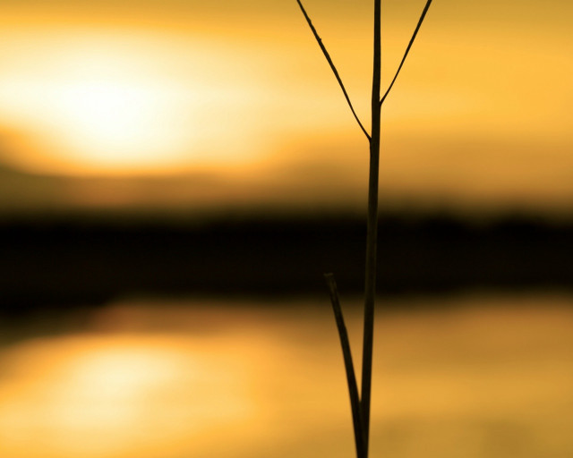 Single flower sunset water bird free wallpaper for desktop - medium preview image