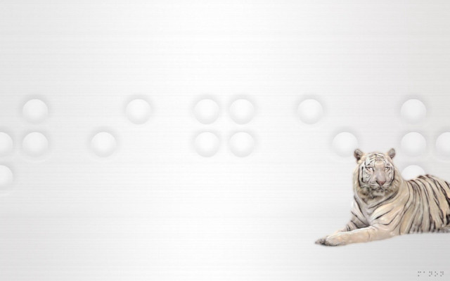 White tiger laying white wall #2 free wallpaper for desktop - medium preview image