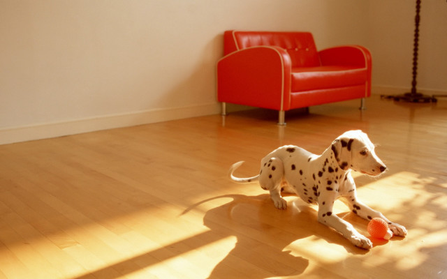 Dalmatian ball livingroom redchair photorealistic free wallpaper for desktop - medium preview image