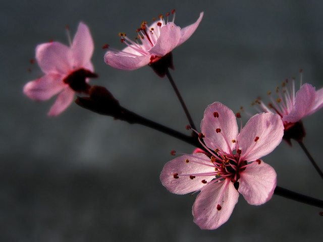 Pink flower butterfly macro shallow free wallpaper for desktop - medium preview image