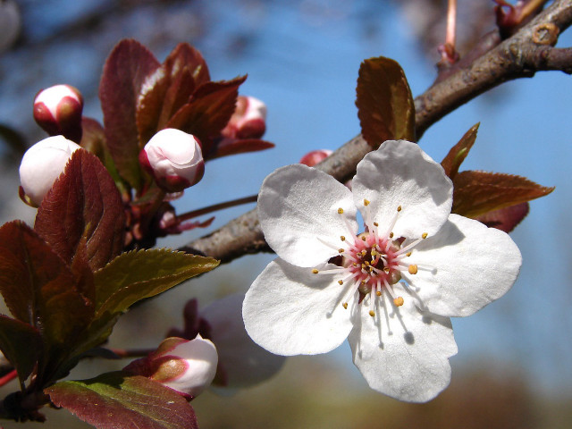 Flower branch leaves buds blue free wallpaper for desktop - medium preview image