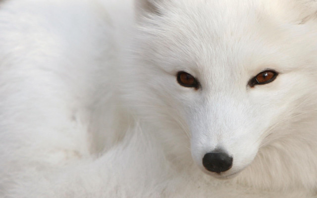 White fox brown eyes sad #3 free wallpaper for desktop - medium preview image