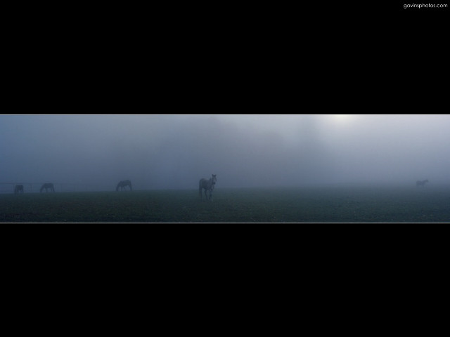 Horses foggy field sky black #2 free wallpaper for desktop - medium preview image