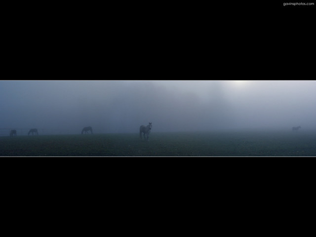 Horses grazing foggy field black free wallpaper for desktop - medium preview image