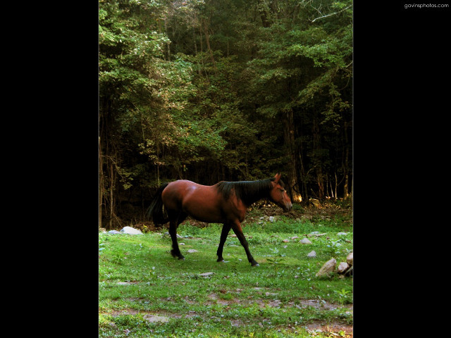 Horse walking green forest clearing free wallpaper for desktop - medium preview image