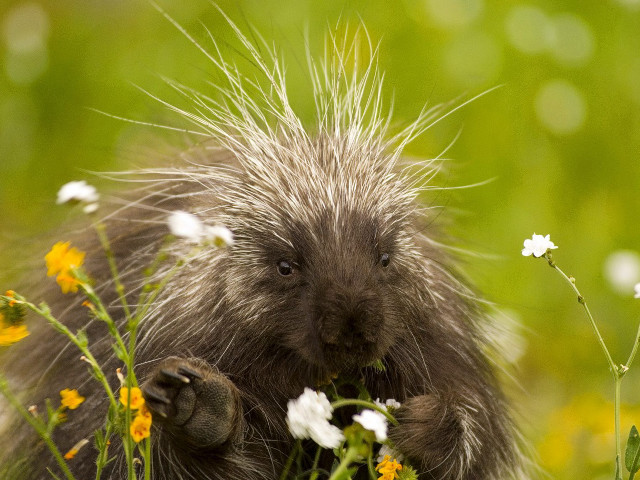 Porcupine standing field flowers grass free wallpaper for desktop - medium preview image