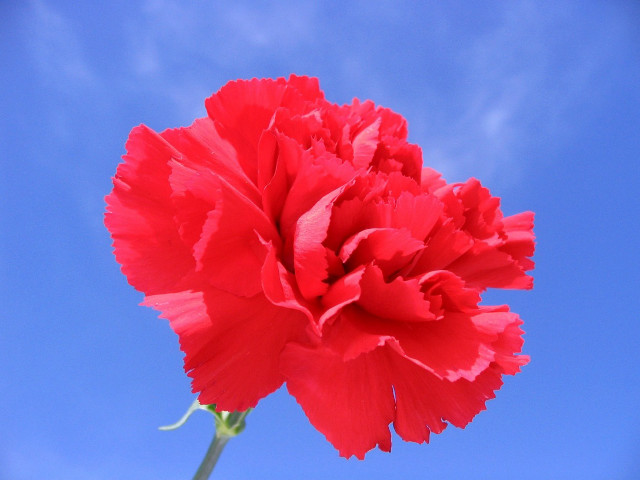 Red flower blue sky clouds #3 free wallpaper for desktop - medium preview image