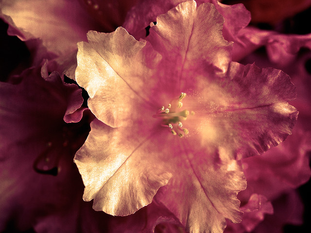 Pink flower yellow stamens green free wallpaper for desktop - medium preview image