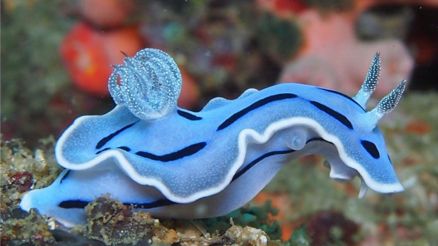 Blue white sea slug striped free wallpaper for desktop - medium preview image