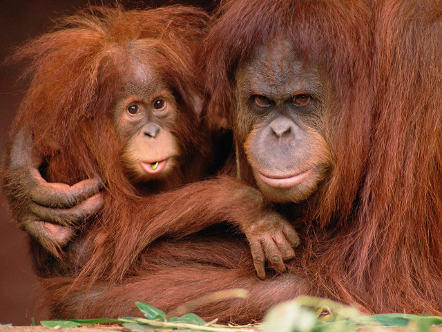 Orangutans sitting together enclosure zoo #3 free wallpaper for desktop - medium preview image