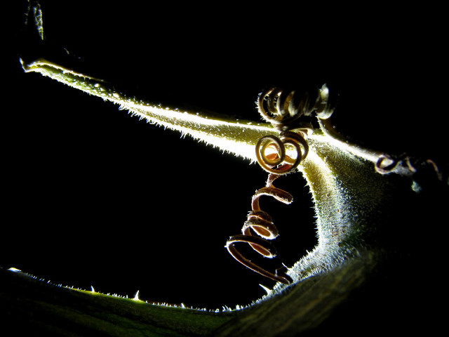 Plant closeup light stem word free wallpaper for desktop - medium preview image