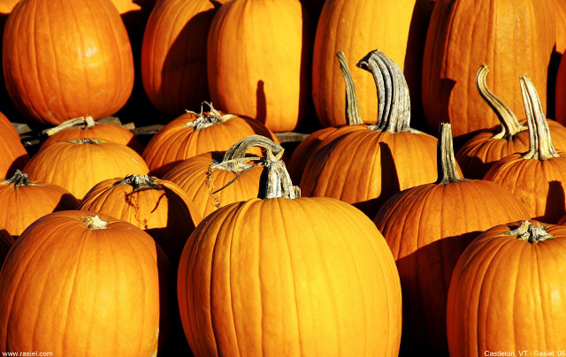 Large group pumpkins pile smaller free wallpaper for desktop - medium preview image