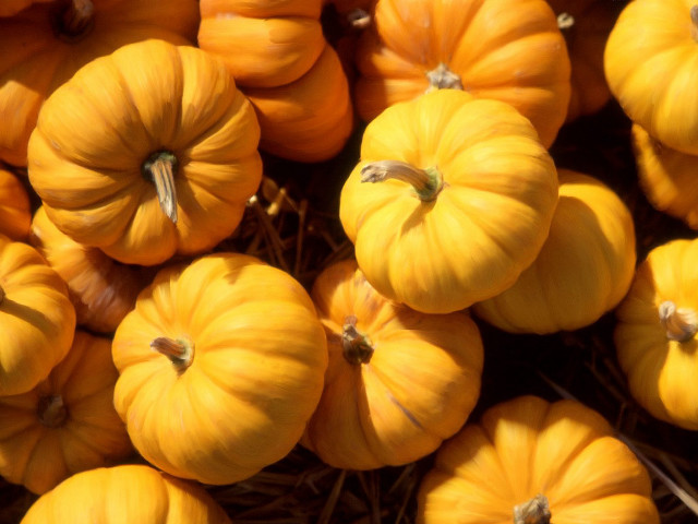 Small pumpkins pile ground together #2 free wallpaper for desktop - medium preview image