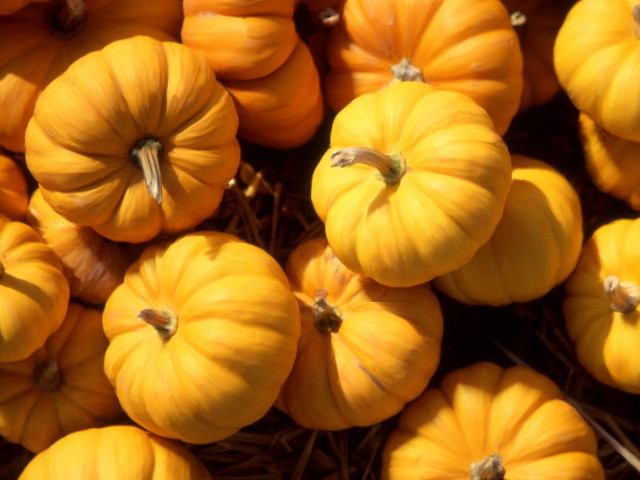 Small pumpkins pile ground together #3 free wallpaper for desktop - medium preview image