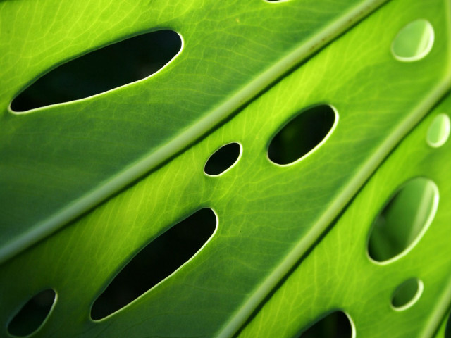 Green leaf holes black hole free wallpaper for desktop - medium preview image