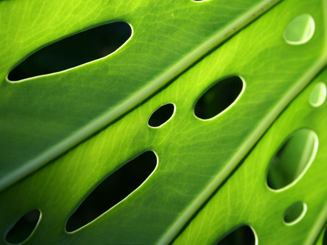 Green leaf holes black hole #2 free wallpaper for desktop - medium preview image