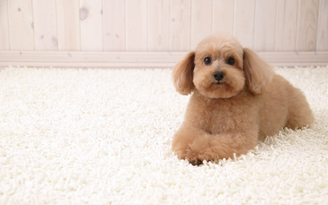 Small dog white rug wood free wallpaper for desktop - medium preview image