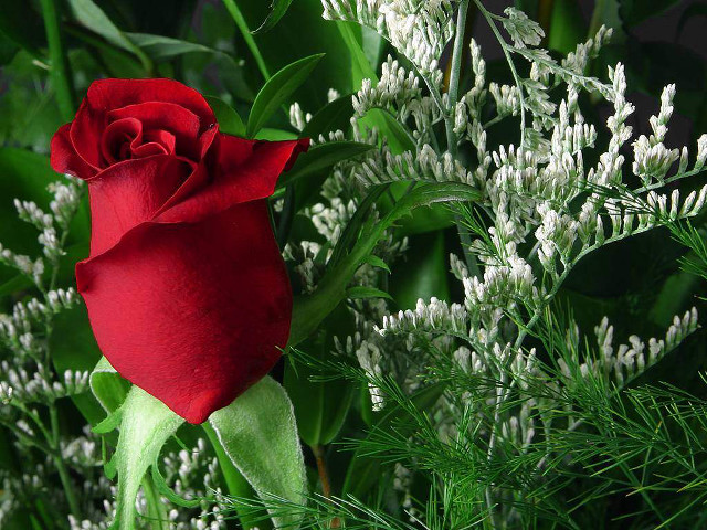 Red rose green plant white free wallpaper for desktop - medium preview image