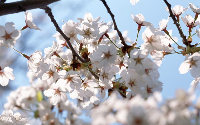Tree branch white flowers sunlight #3 free wallpaper for desktop - medium preview image