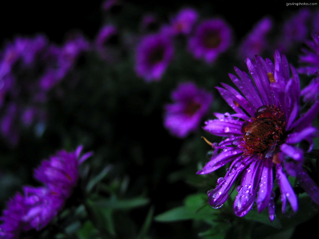Purple flowers water drops garden free wallpaper for desktop - medium preview image