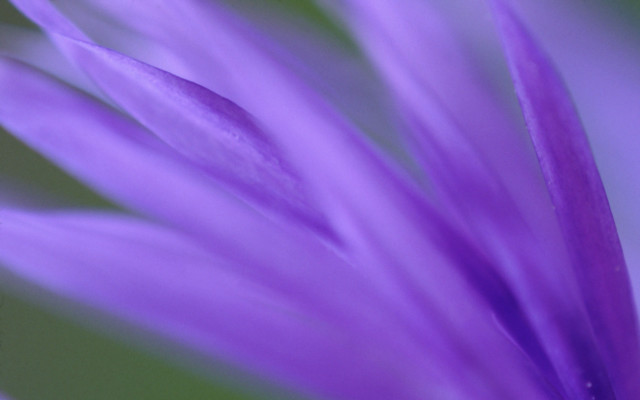 Purple flower green background blurry #4 free wallpaper for desktop - medium preview image