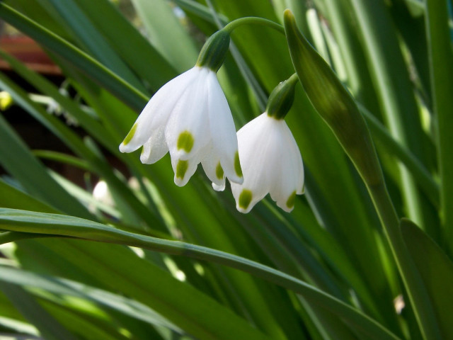Close up flower green leaves #10 free wallpaper for desktop - medium preview image