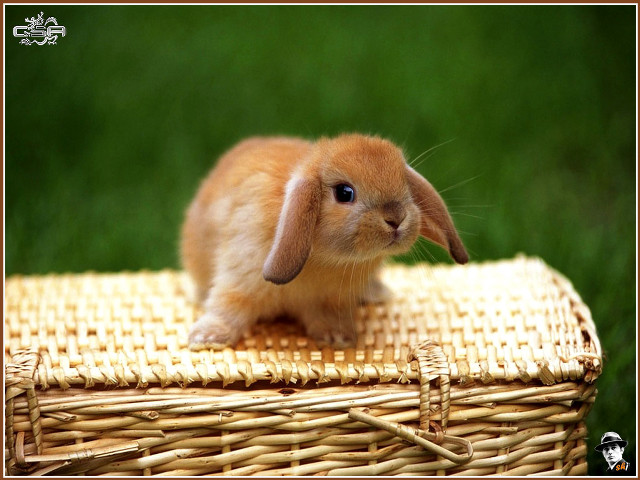 Small rabbit wicker basket table free wallpaper for desktop - medium preview image