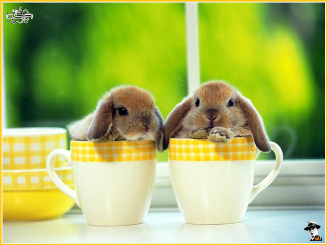 Rabbits cup furry art cute free wallpaper for desktop - medium preview image