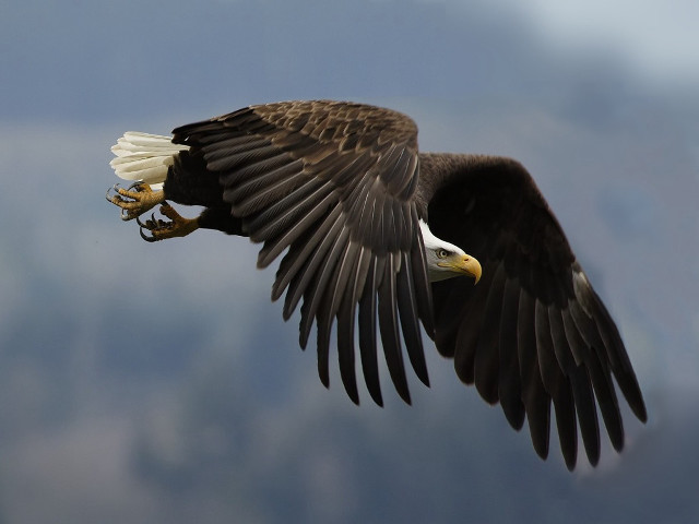 Bald eagle flying wings spread #4 free wallpaper for desktop - medium preview image