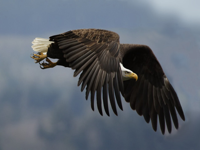 Bald eagle flying wings spread #7 free wallpaper for desktop - medium preview image