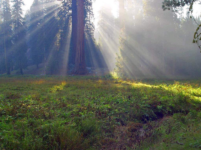 Forest sunbeams large tree grass free wallpaper for desktop - medium preview image