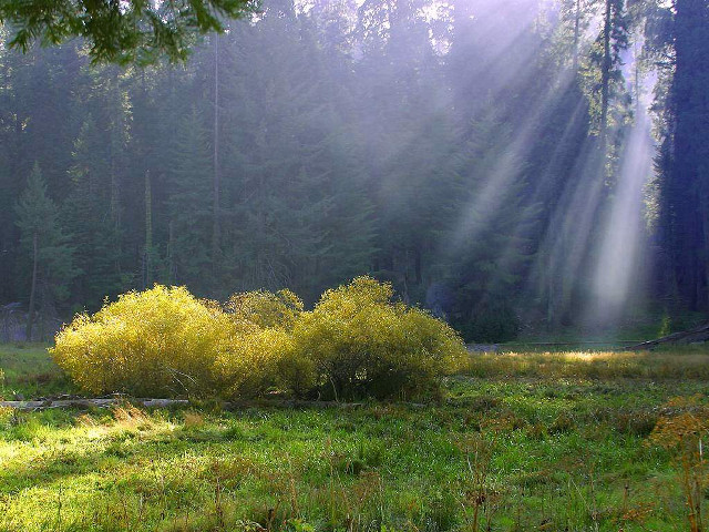 Field bush trees sunlight streaming free wallpaper for desktop - medium preview image