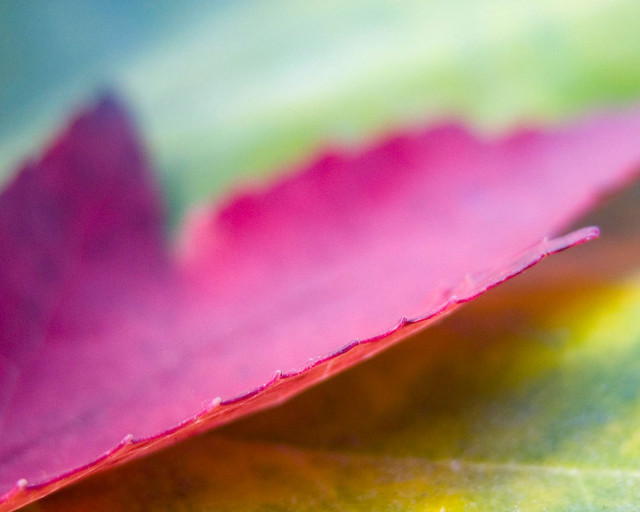 Pink green leaf yellow center free wallpaper for desktop - medium preview image