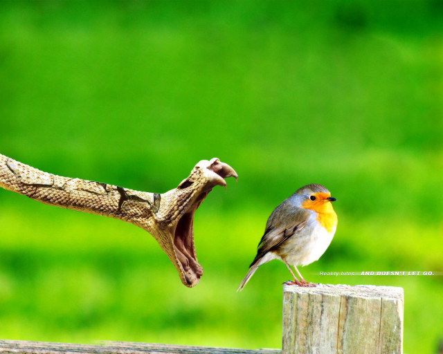 Bird perched wooden post snake free wallpaper for desktop - medium preview image