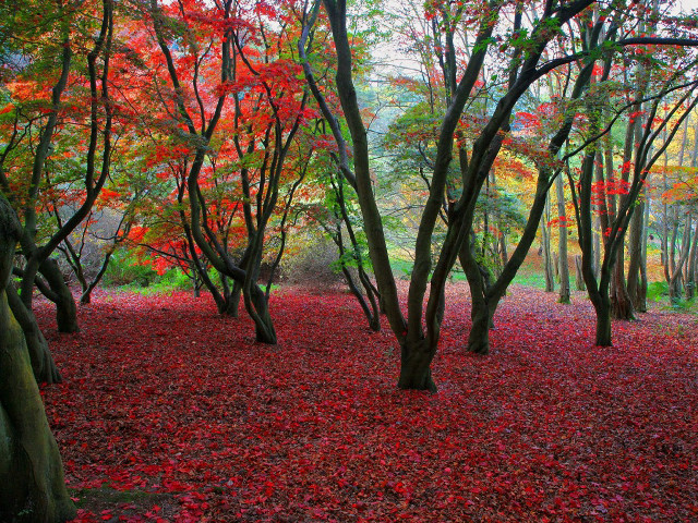 Autumn forest red leaves impressionist free wallpaper for desktop - medium preview image