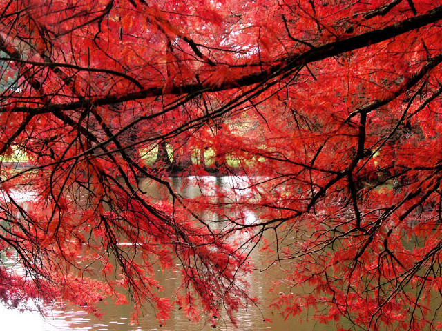 Red tree red leaves river #2 free wallpaper for desktop - medium preview image