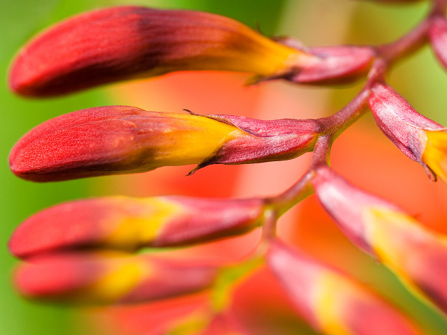 Flower closeup macro shallowdepth blurry free wallpaper for desktop - medium preview image