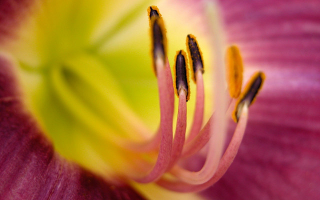 Pink flower yellow stamens macro free wallpaper for desktop - medium preview image