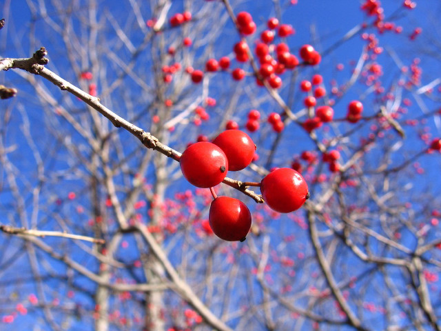 Tree red berries blue sky free wallpaper for desktop - medium preview image