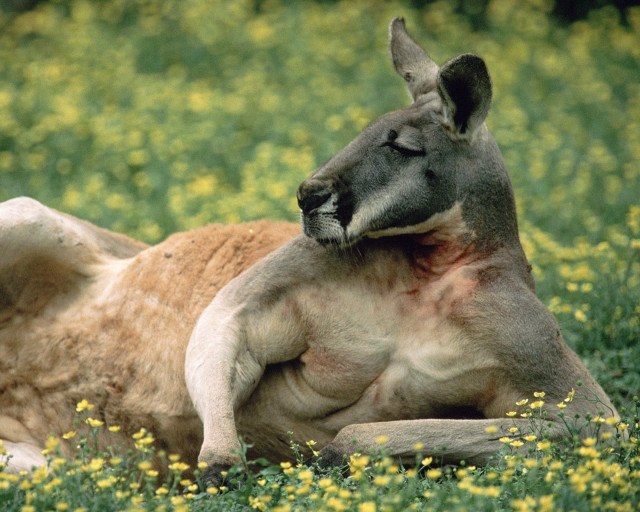 Kangaroo laying yellow flowers head #2 free wallpaper for desktop - medium preview image