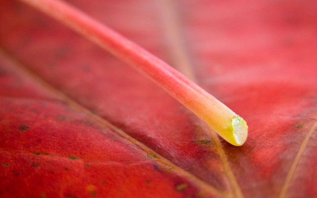 Red leaf yellow tip green #2 free wallpaper for desktop - medium preview image
