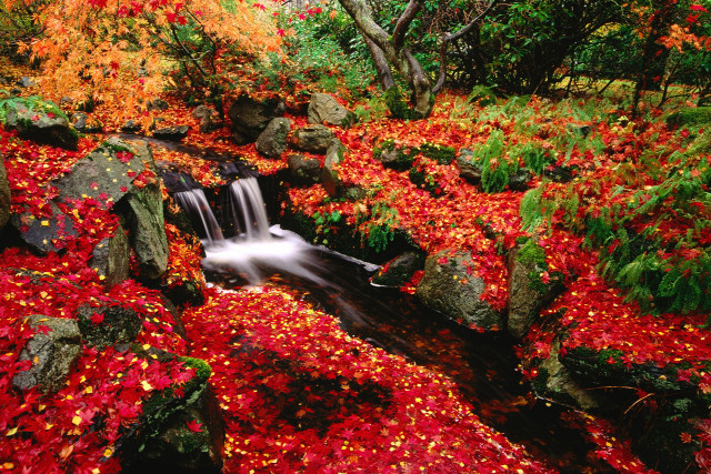Stream red leaves rocks forest free wallpaper for desktop - medium preview image
