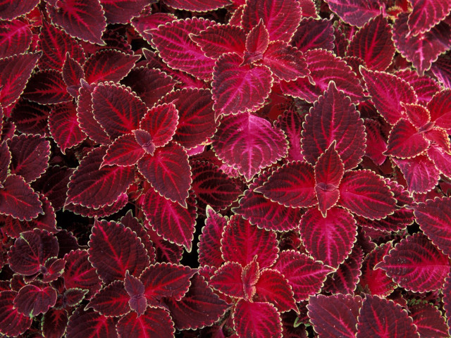 Red leaves close up black free wallpaper for desktop - medium preview image
