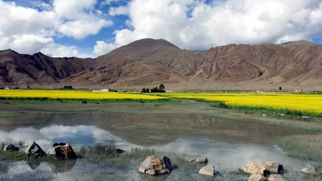 Yellow flowers mountains water rocks free wallpaper for desktop - medium preview image