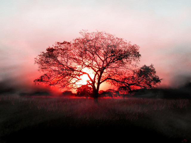 Tree field sunset fog air free wallpaper for desktop - medium preview image