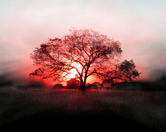 Tree field sunset fog air #4 free wallpaper for desktop - medium preview image
