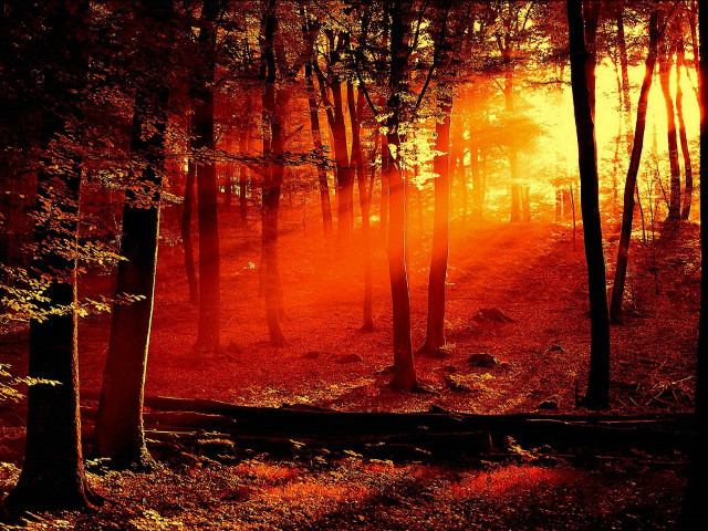 Forest red light trail woods free wallpaper for desktop - medium preview image