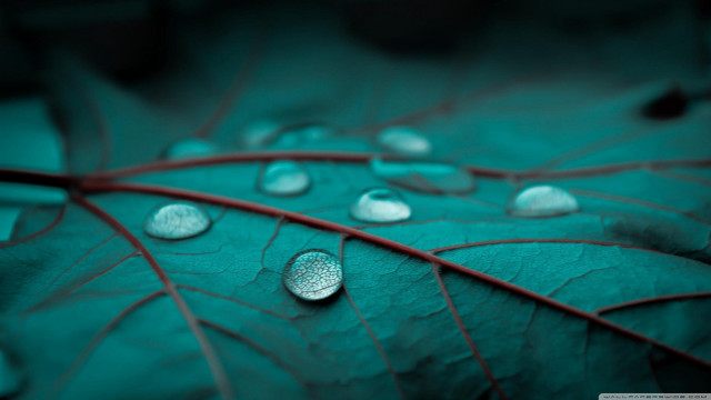 Green leaf water droplets macro #31 free wallpaper for desktop - medium preview image
