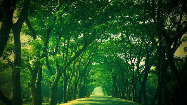 Road trees green field scenery free wallpaper for desktop - medium preview image