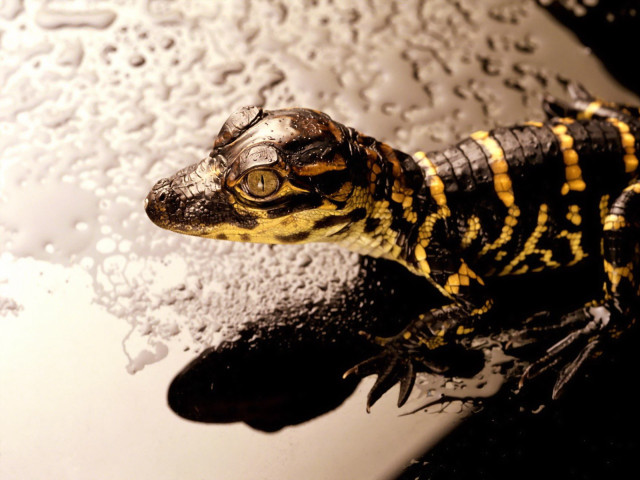 Yellow black lizard water puddle free wallpaper for desktop - medium preview image